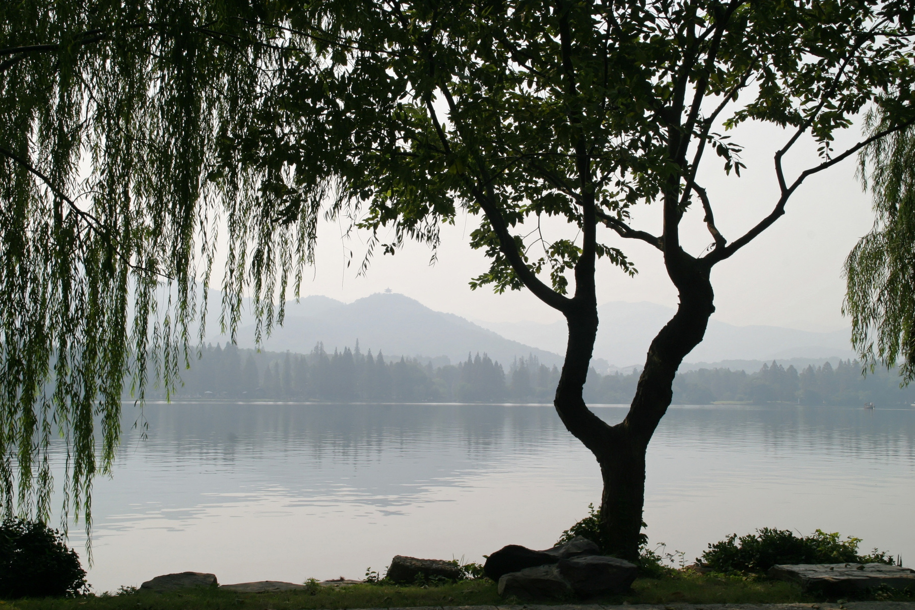 Weeping Willow Tree Near a Lake